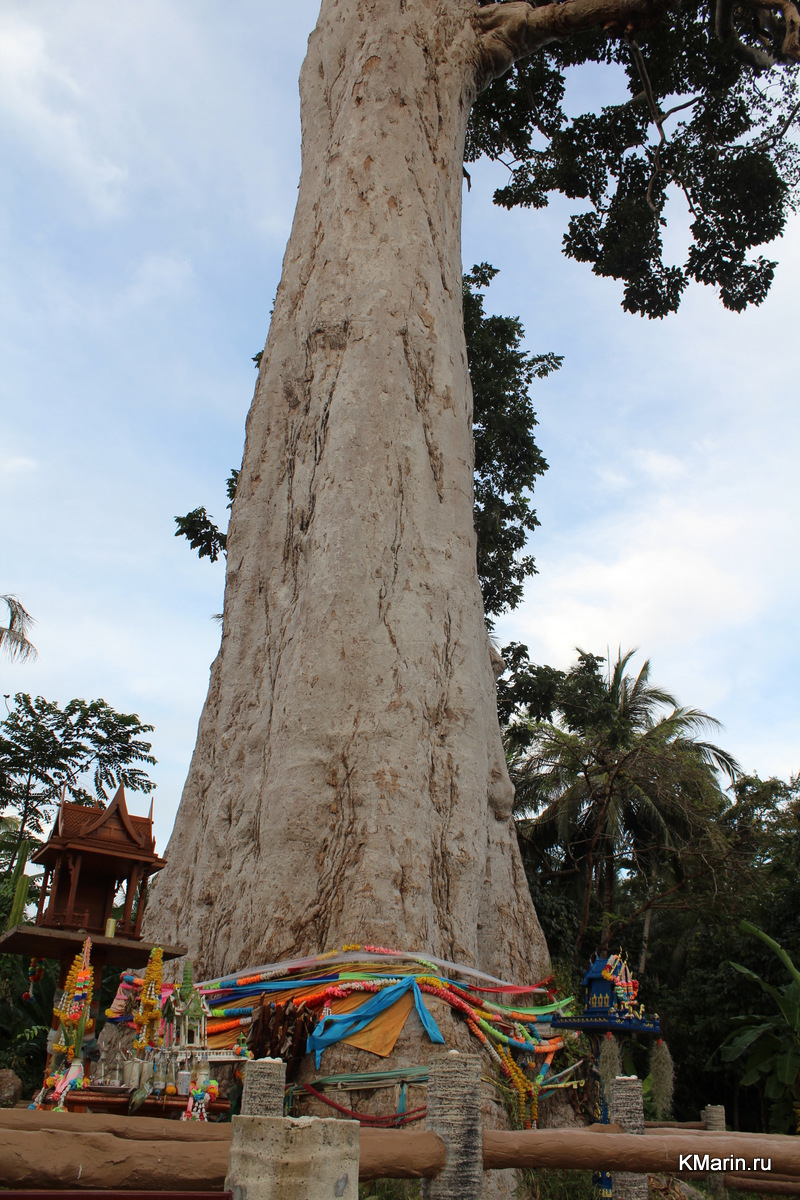 Огромное дерево Янг На, Пханган, Таиланд – Biggest Yang Na Tree, Koh  Phangan, Thailand – 2014 – Константин Марин